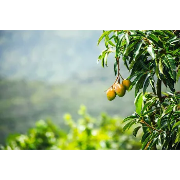 Dasheri Mango Plants